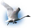 paradise-engineering on ecstatogens.com